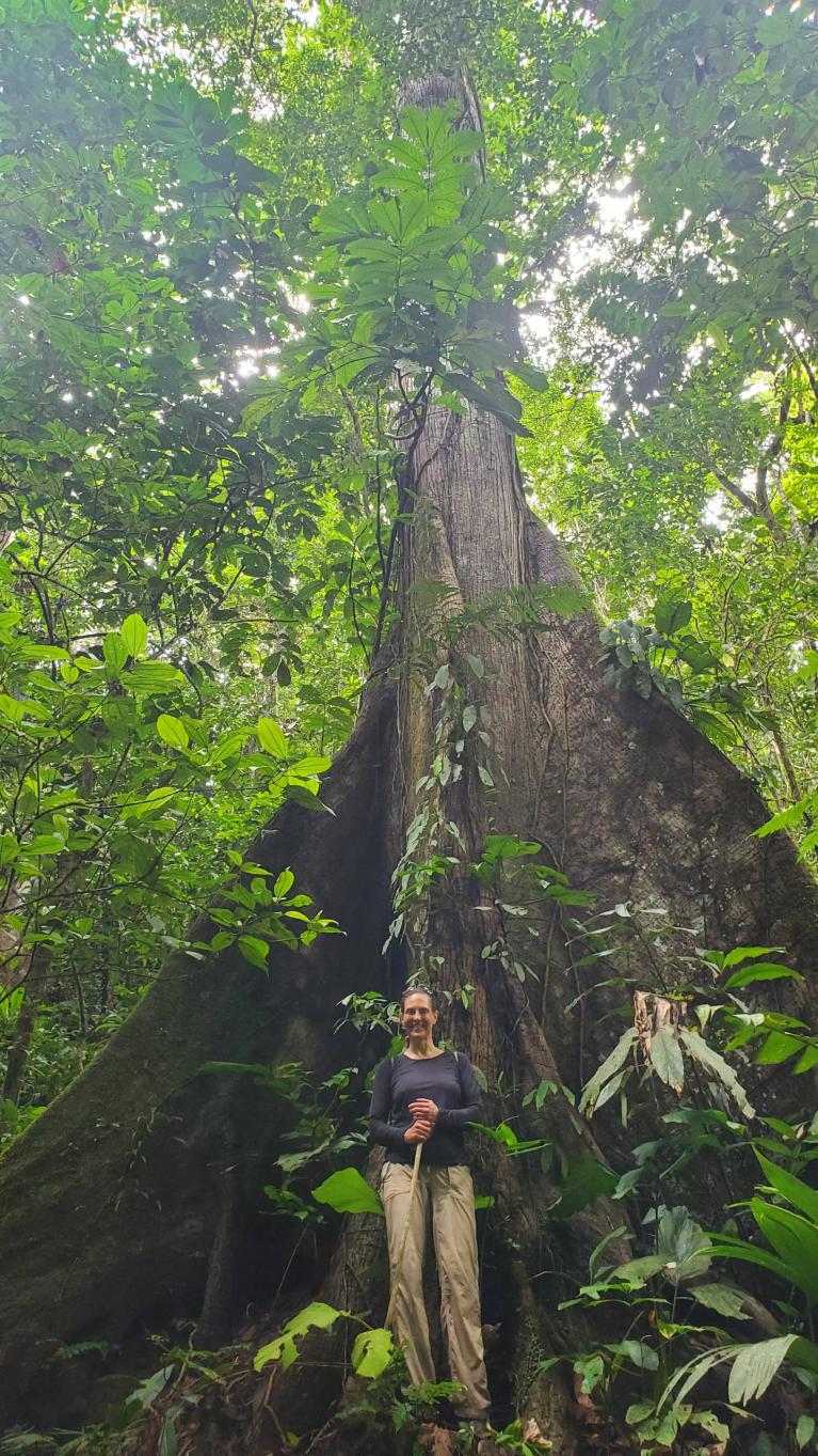 Arbre geant a Cacataibo - `Pucallpa