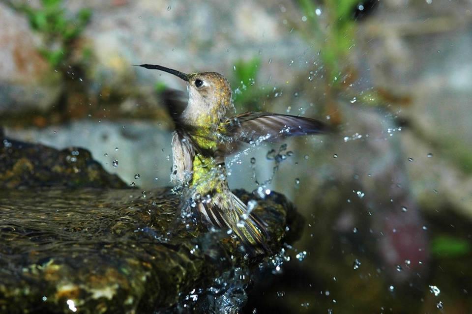 Colibri - Reserve Ecologique Chaparri