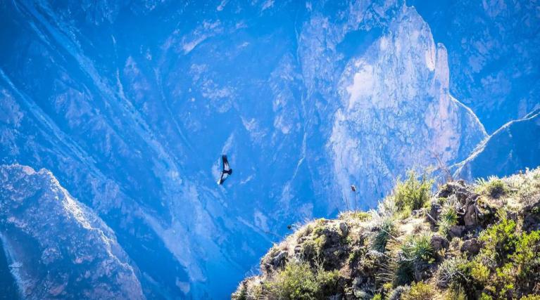 Condores andinos - Cañon del Colca