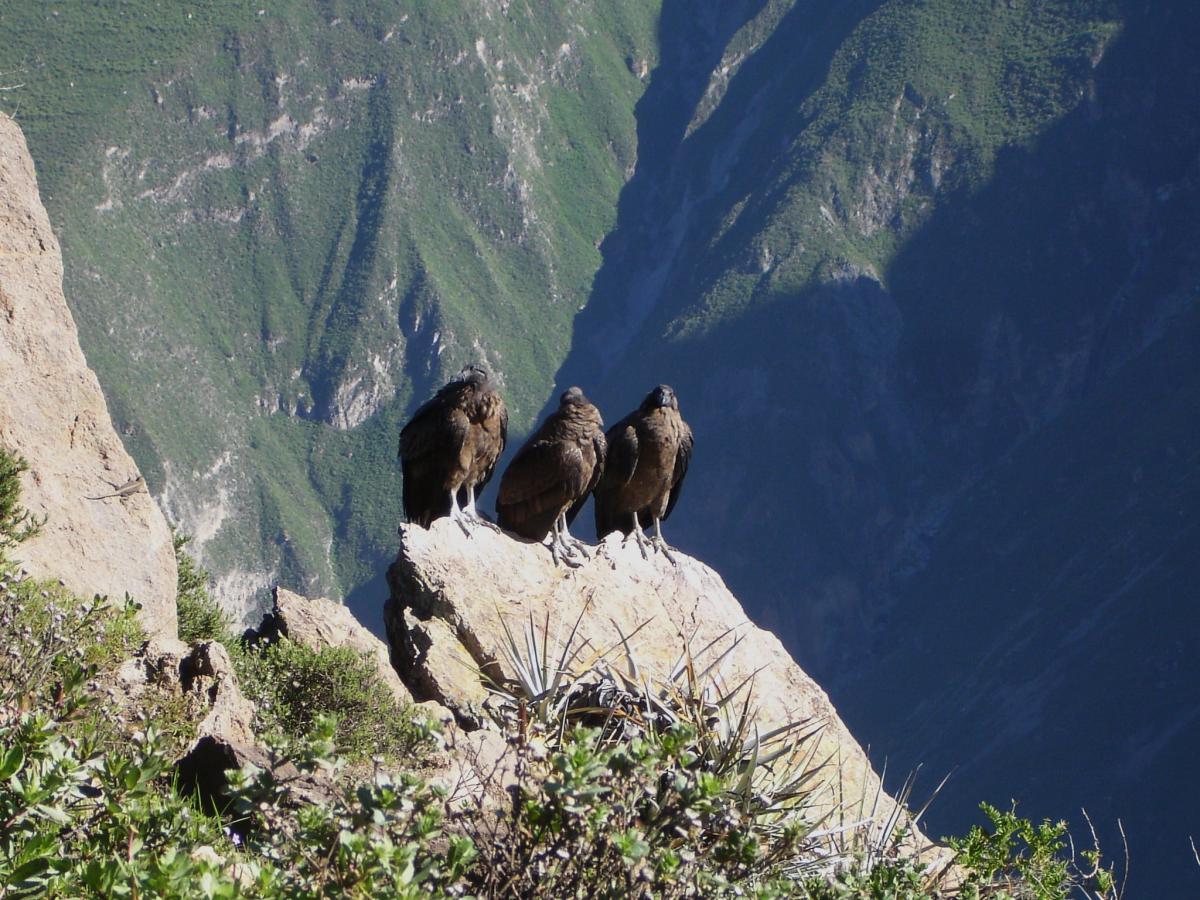 Condors au Canyon du Colca