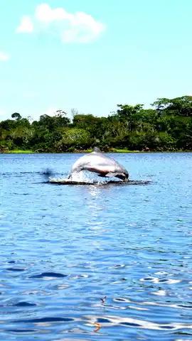 Dauphin - Lac Yarinacocha