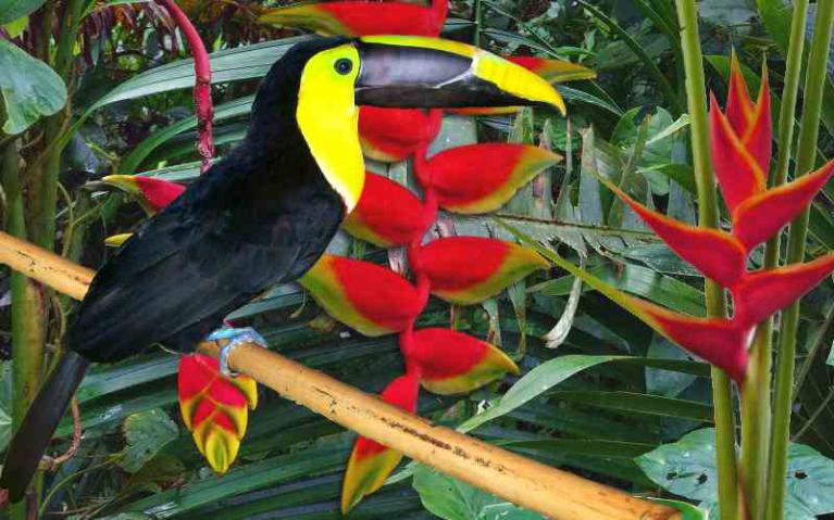 Oiseaux de l'Amazonie