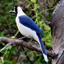 Geai a moustaches - reserve ecologique Chaparri 