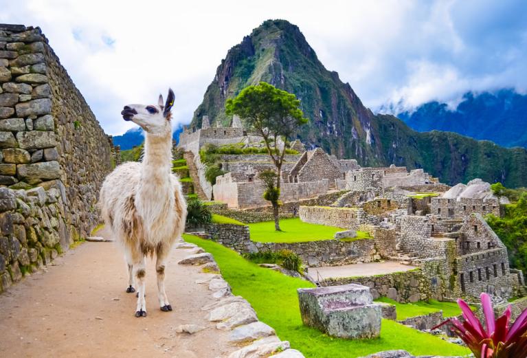 Lama au Machu Picchu