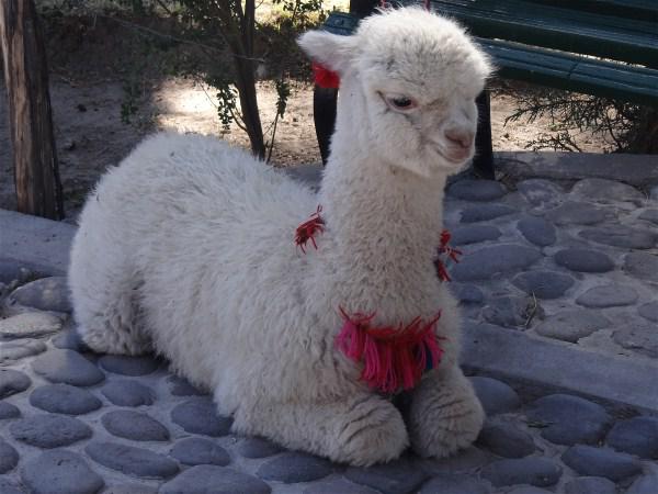 Alpaga