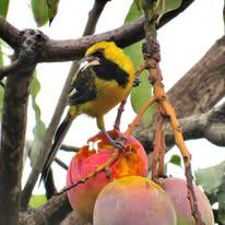 Oriole a queue jaune - Chaparri