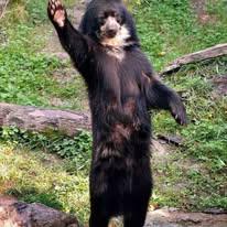 Ours a Lunettes - Chaparri