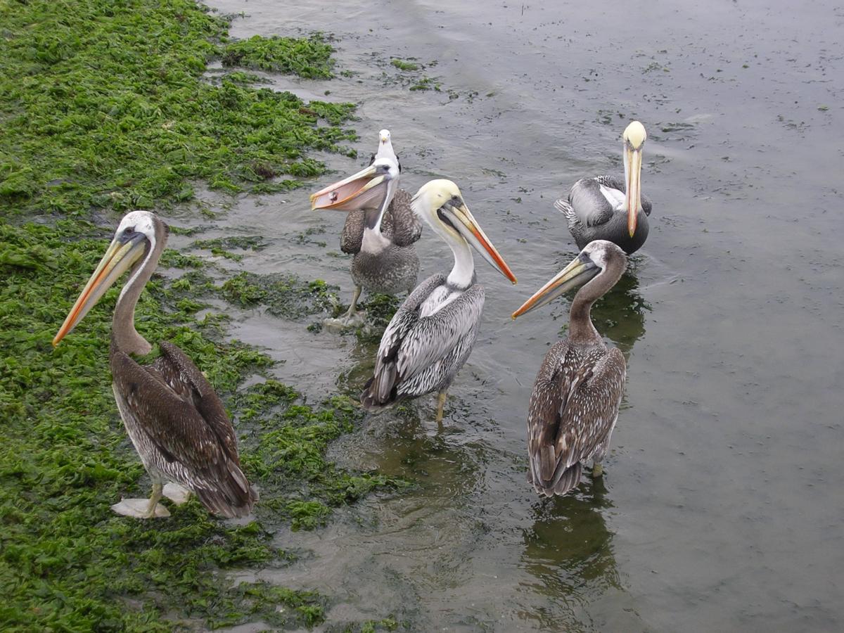 Pelicans