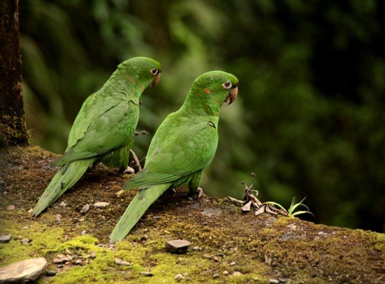 Perroquets