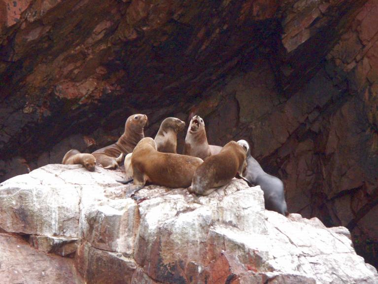 Lobos marinos, Islas Ballestas en Paracas