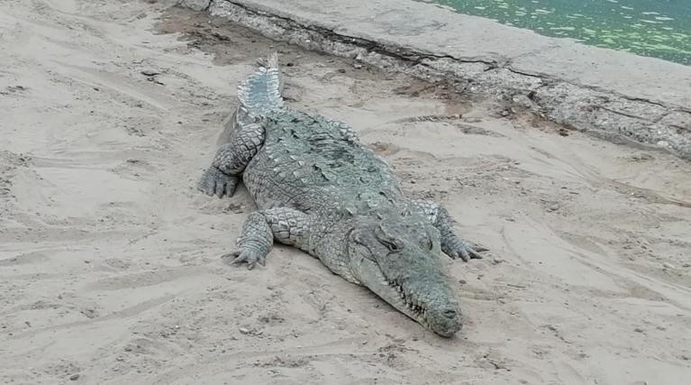 Crocodile, tour Puerto Pizarro