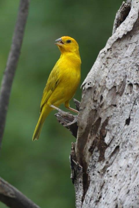 Sicale bouton-d'or (Sicalis flaveola)
