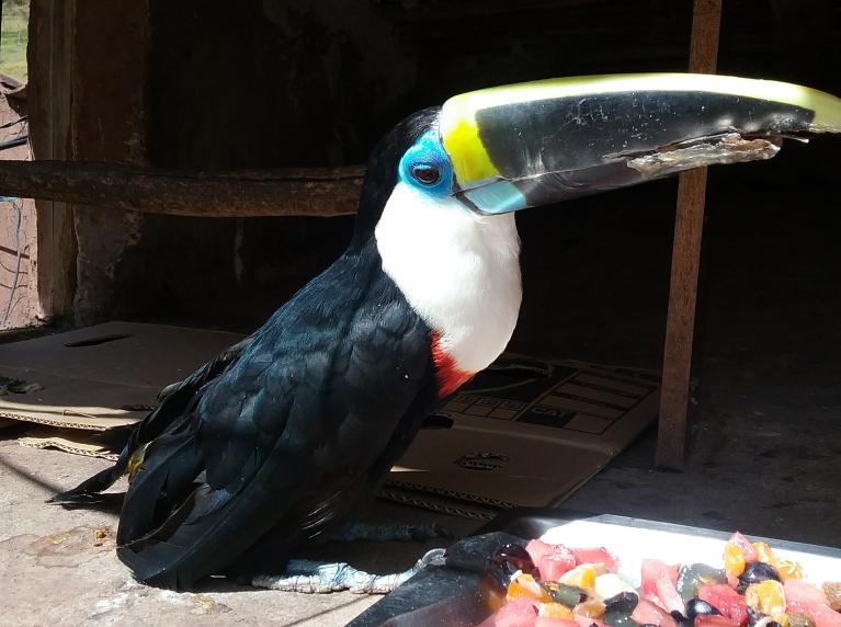 Toucan